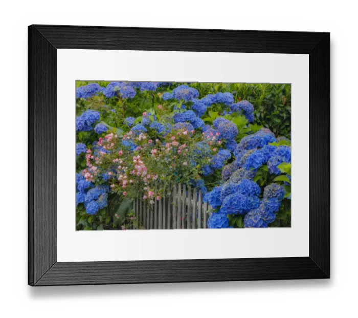 Framed Print : Blue hydrangea and Rose bush along fence gardens of Cannon Beach, Oregon Framed Print : Blue hydrangea and Rose bush along fence gardens of Cannon Beach, Oregon