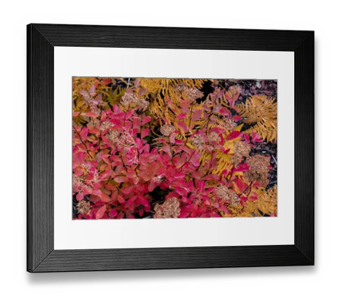 Framed Print : Autumn ferns and ground cover in burn area above St. Mary Lake in Glacier National Park
