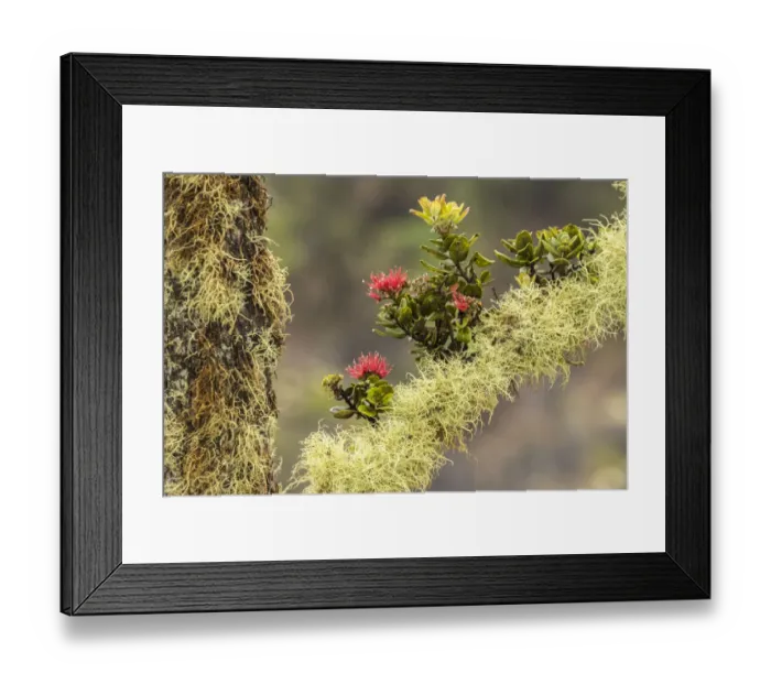 Framed Print : USA, Hawaii, Hawaii Volcanoes National Park. Ohia blossoms on mossy limb. Credit as Framed Print : USA, Hawaii, Hawaii Volcanoes National Park. Ohia blossoms on mossy limb. Credit as
