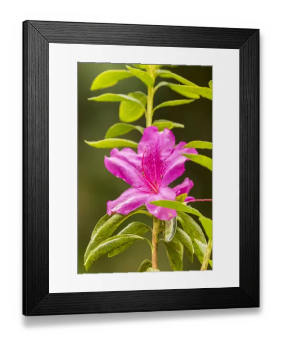 Framed Print : USA, Hawaii, Akaka Falls State Park. Pink flower close-up Framed Print : USA, Hawaii, Akaka Falls State Park. Pink flower close-up