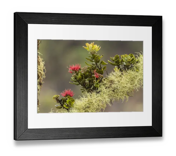 Framed Print : USA, Hawaii, Hawaii Volcanoes National Park. Ohia blossoms on mossy limb. Credit as