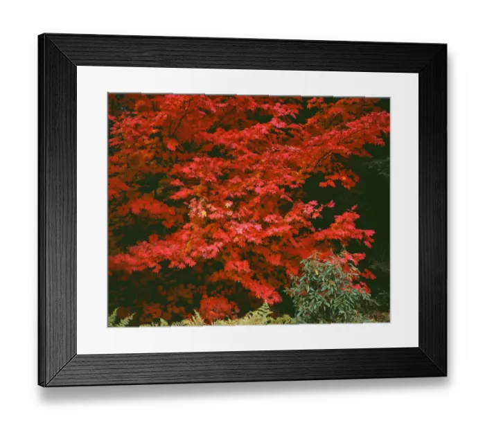 Framed Print : USA, Oregon, Mount Hood National Forest. Bright red leaves of vine maple in autumn