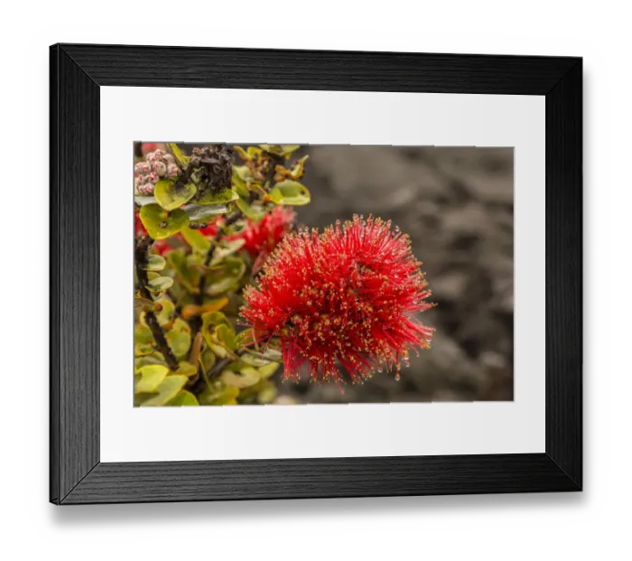 Framed Print : USA, Hawaii, Hawaii Volcanoes National Park. Ohia blossoms in the rain. Credit as Framed Print : USA, Hawaii, Hawaii Volcanoes National Park. Ohia blossoms in the rain. Credit as
