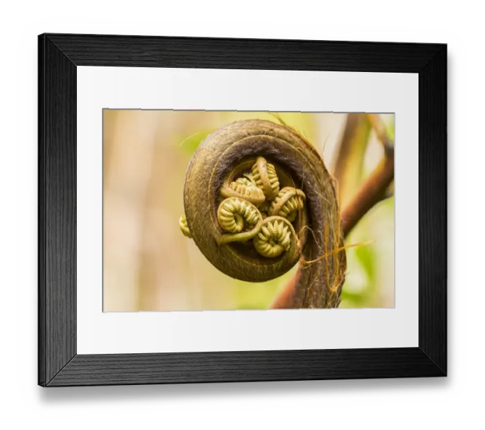 Framed Print : USA, Hawaii, Akaka Falls State Park. Fern unfurling
