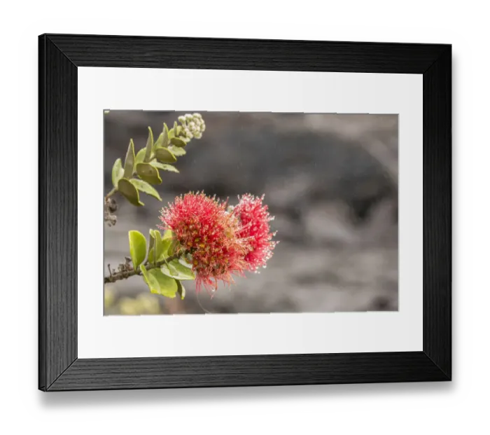 Framed Print : USA, Hawaii, Hawaii Volcanoes National Park. Ohia blossoms in the rain. Credit as Framed Print : USA, Hawaii, Hawaii Volcanoes National Park. Ohia blossoms in the rain. Credit as
