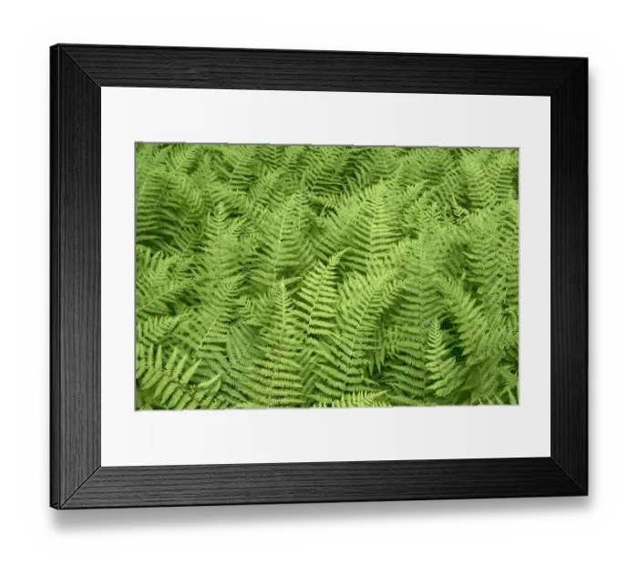 Framed Print : USA, New York State. Summer ferns Framed Print : USA, New York State. Summer ferns