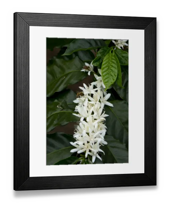 Framed Print : Coffee plant in bloom with bumblebee