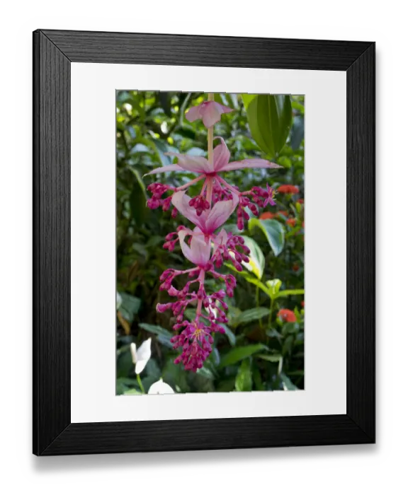 Framed Print : Tropical flower in Hawaii Botanical Garden, Big Island, Hawaii Framed Print : Tropical flower in Hawaii Botanical Garden, Big Island, Hawaii