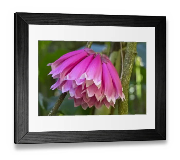 Framed Print : Tropical flower in Hawaii Botanical Garden, Big Island, Hawaii Framed Print : Tropical flower in Hawaii Botanical Garden, Big Island, Hawaii