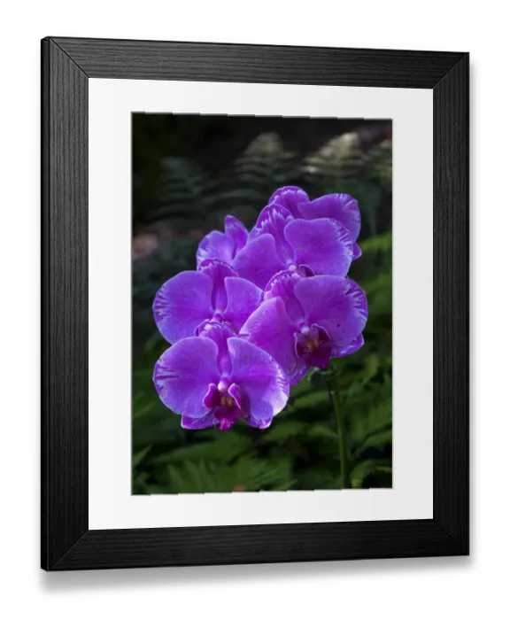Framed Print : Tropical flower in Hawaii Botanical Garden, Big Island, Hawaii, orchid Framed Print : Tropical flower in Hawaii Botanical Garden, Big Island, Hawaii, orchid