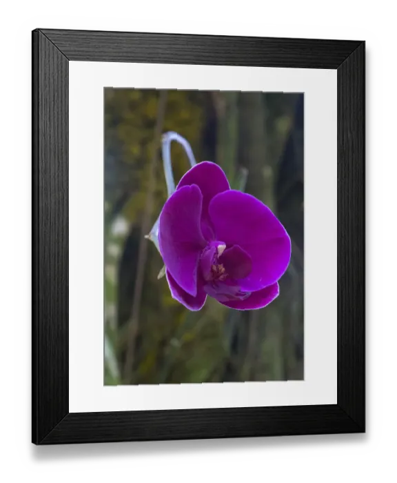 Framed Print : Orchid in Hawaii Botanical Garden, Big Island, Hawaii Framed Print : Orchid in Hawaii Botanical Garden, Big Island, Hawaii