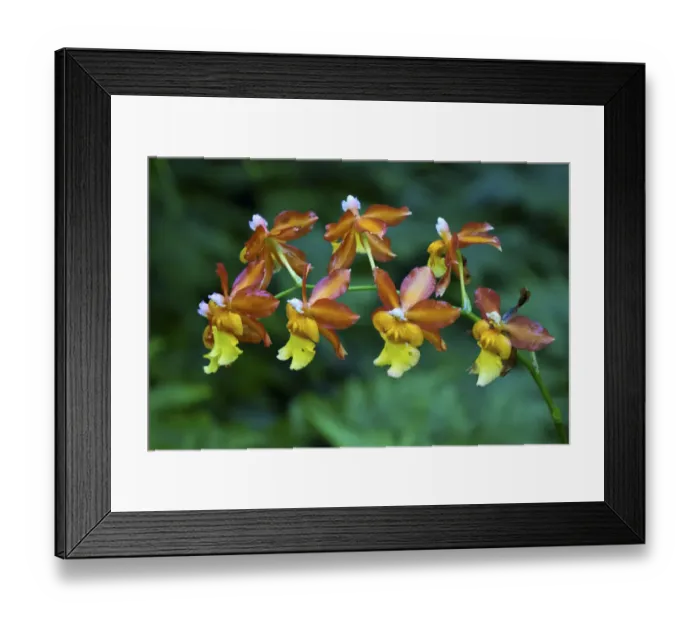 Framed Print : Tropical flower in Hawaii Botanical Garden, Big Island, Hawaii Framed Print : Tropical flower in Hawaii Botanical Garden, Big Island, Hawaii