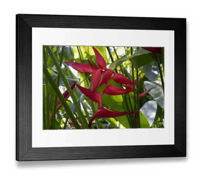 Framed Print : Heliconia flower Framed Print : Heliconia flower
