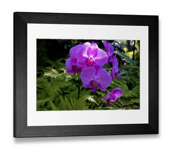 Framed Print : Orchid in Hawaii Botanical Garden, Big Island, Hawaii