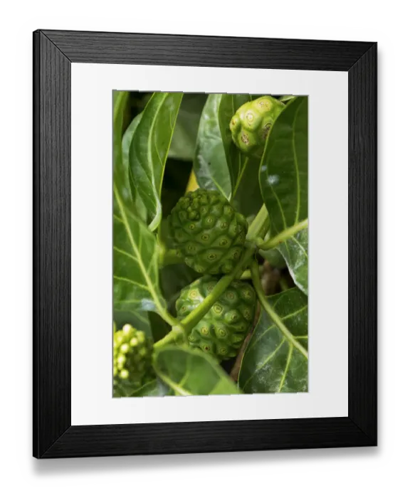 Framed Print : Noni plant, Big Island, Hawaii, crop