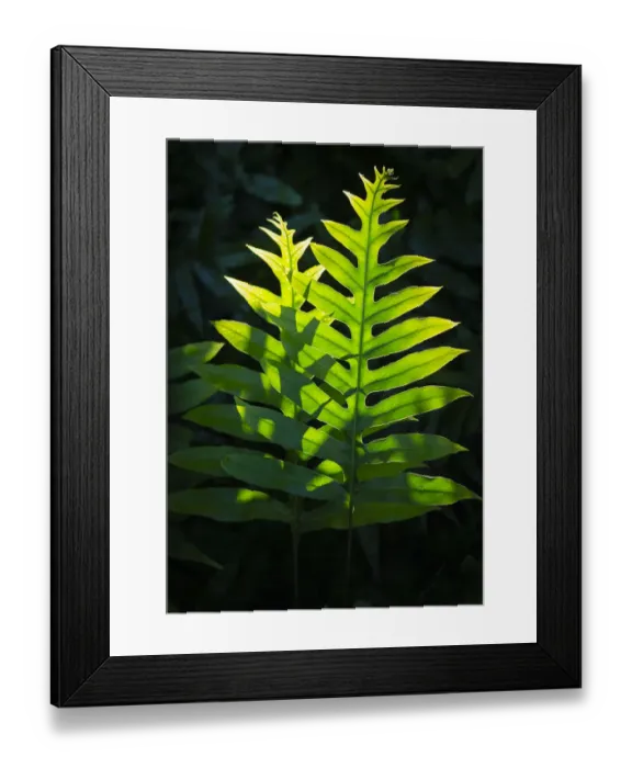 Framed Print : Hawaiian Laua e fern, Microsorum grossum, introduced to Hawaii, Aneho omalu Bay