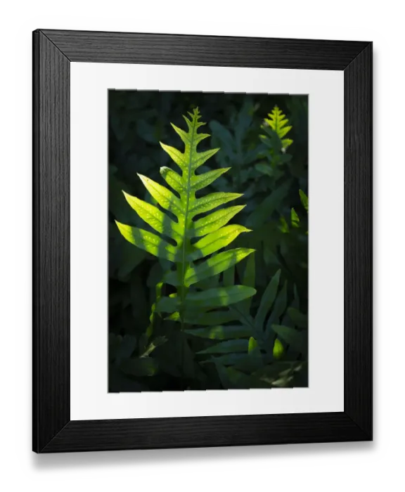 Framed Print : Hawaiian Laua e fern, Microsorum grossum, introduced to Hawaii, Aneho omalu Bay Framed Print : Hawaiian Laua e fern, Microsorum grossum, introduced to Hawaii, Aneho omalu Bay