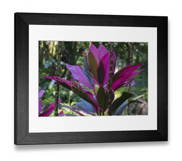 Framed Print : Hawaii Botanical Garden, Big Island, Hawaii, Hawaiian Ti Plant Framed Print : Hawaii Botanical Garden, Big Island, Hawaii, Hawaiian Ti Plant