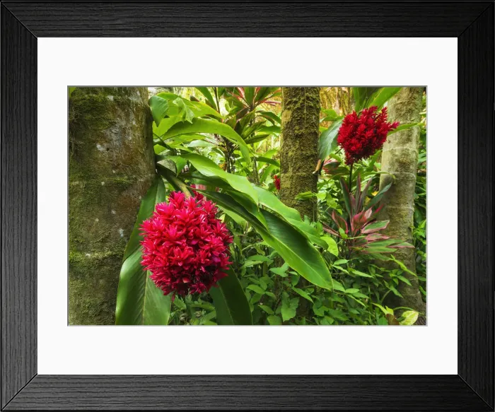 Framed Print : Tahitian ginger at Hawaii Tropical Botanical Garden, Hamakua Coast, Big Island, Hawaii