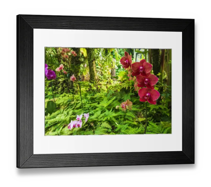 Framed Print : Orchids at the Hawaii Tropical Botanical Garden, Hamakua Coast, Big Island, Hawaii, USA Framed Print : Orchids at the Hawaii Tropical Botanical Garden, Hamakua Coast, Big Island, Hawaii, USA