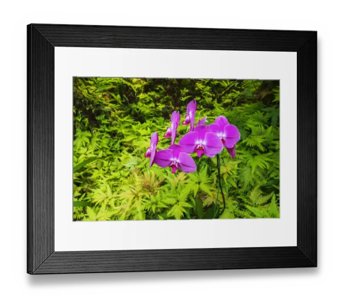 Framed Print : Orchids at the Hawaii Tropical Botanical Garden, Hamakua Coast, Big Island, Hawaii, USA Framed Print : Orchids at the Hawaii Tropical Botanical Garden, Hamakua Coast, Big Island, Hawaii, USA