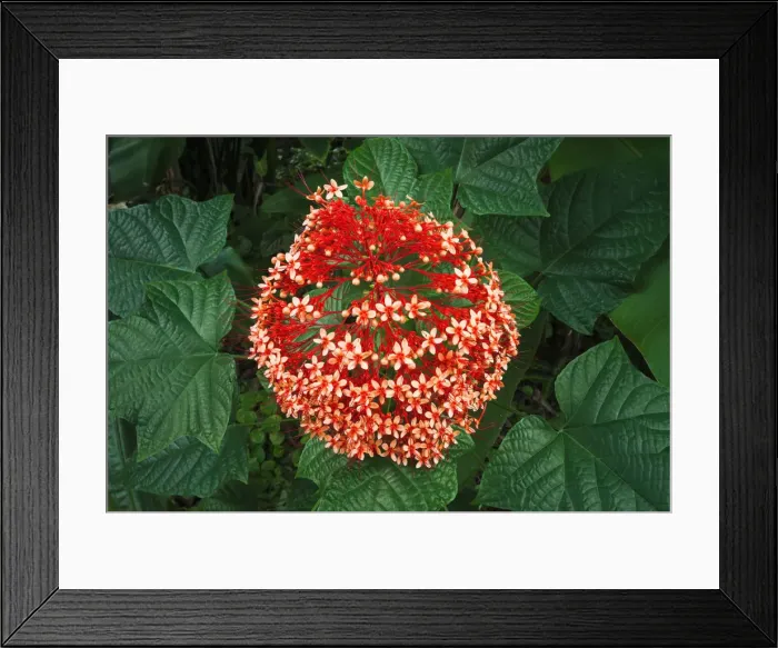 Framed Print : Australian Flame Tree at Hawaii Tropical Botanical Garden, Hamakua Coast, Big Island