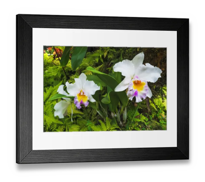Framed Print : Orchids at the Hawaii Tropical Botanical Garden, Hamakua Coast, Big Island, Hawaii, USA