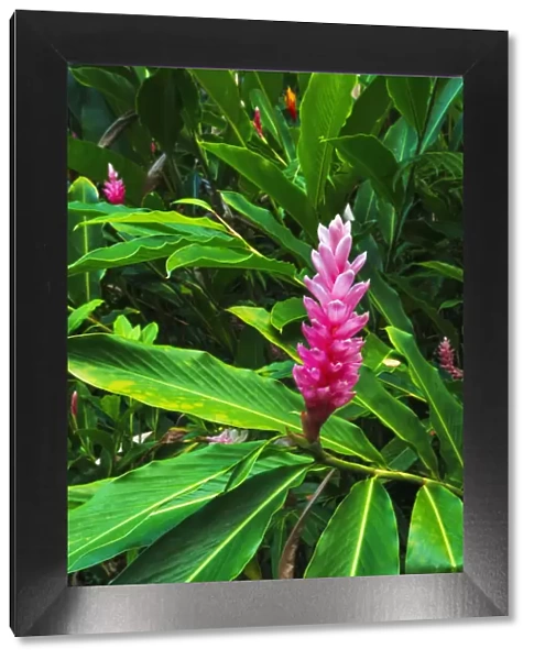 Pink ginger at Hawaii Tropical Botanical Garden, Hamakua Coast, Big Island, Hawaii, USA