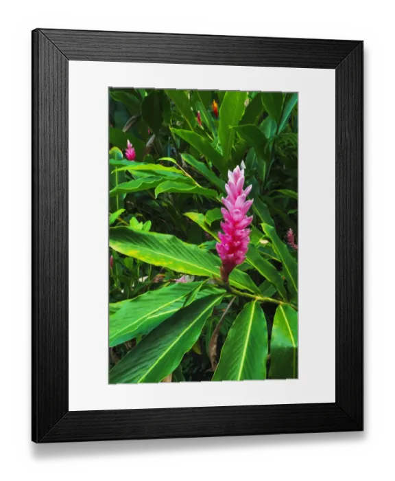 Framed Print : Pink ginger at Hawaii Tropical Botanical Garden, Hamakua Coast, Big Island, Hawaii, USA