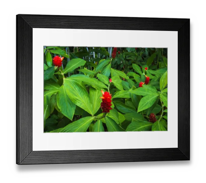 Framed Print : Red ginger at Hawaii Tropical Botanical Garden, Hamakua Coast, Big Island, Hawaii, USA Framed Print : Red ginger at Hawaii Tropical Botanical Garden, Hamakua Coast, Big Island, Hawaii, USA