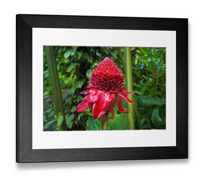 Framed Print : Torch ginger at Hawaii Tropical Botanical Garden, Hamakua Coast, Big Island, Hawaii, USA Framed Print : Torch ginger at Hawaii Tropical Botanical Garden, Hamakua Coast, Big Island, Hawaii, USA