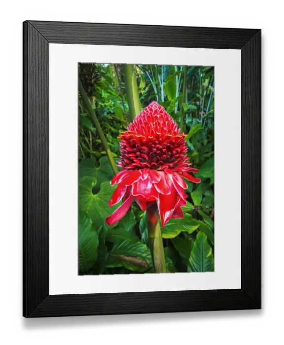 Framed Print : Torch ginger at Hawaii Tropical Botanical Garden, Hamakua Coast, Big Island, Hawaii, USA