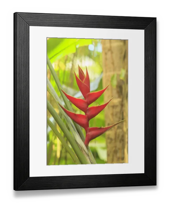 Framed Print : Heliconia in Hawaiian Tropical Botanical Gardens, near Hilo, Big Island, Hawaii, USA Framed Print : Heliconia in Hawaiian Tropical Botanical Gardens, near Hilo, Big Island, Hawaii, USA