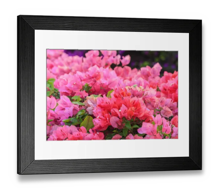 Framed Print : Anaeho omalu Bay, Kohala Coast, Big Island, Hawaii, USA Framed Print : Anaeho omalu Bay, Kohala Coast, Big Island, Hawaii, USA