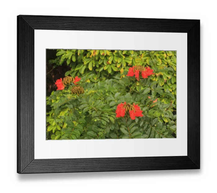 Framed Print : Area around Nanue Falls and stream, Hakalau, Hamakua Coast, Big Island, Hawaii Framed Print : Area around Nanue Falls and stream, Hakalau, Hamakua Coast, Big Island, Hawaii