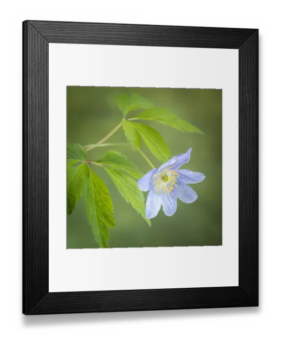 Framed Print : USA, Oregon. Oregon anemone flower close-up Framed Print : USA, Oregon. Oregon anemone flower close-up
