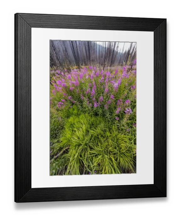 Framed Print : USA, Montana, Missoula. Fireweed filling in after wildfire Framed Print : USA, Montana, Missoula. Fireweed filling in after wildfire