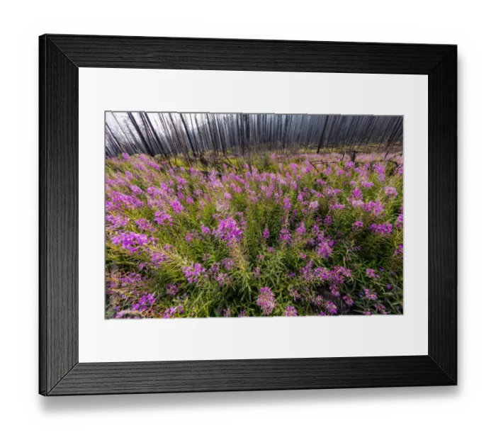 Framed Print : USA, Montana, Missoula. Fireweed filling in after wildfire Framed Print : USA, Montana, Missoula. Fireweed filling in after wildfire