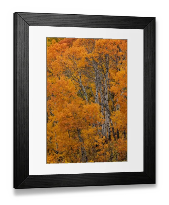 Framed Print : Aspen grove in peak fall colors in Glacier National Park, Montana, USA Framed Print : Aspen grove in peak fall colors in Glacier National Park, Montana, USA
