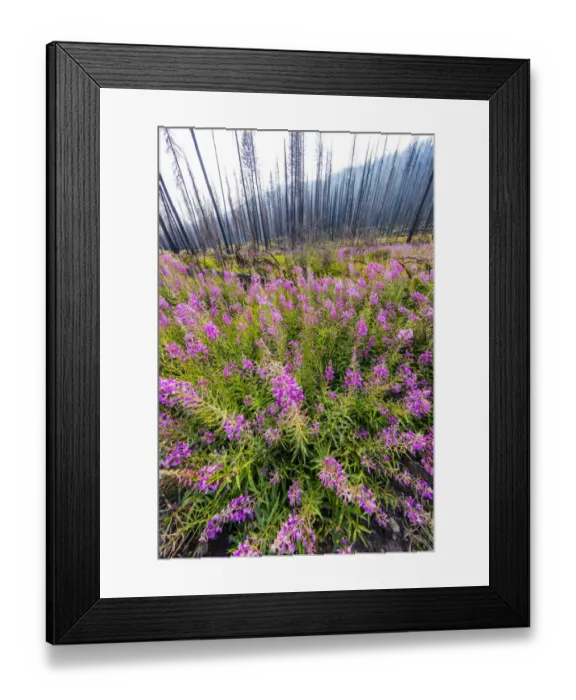 Framed Print : Fireweed filling in after wildfire near Missoula, Montana, USA Framed Print : Fireweed filling in after wildfire near Missoula, Montana, USA