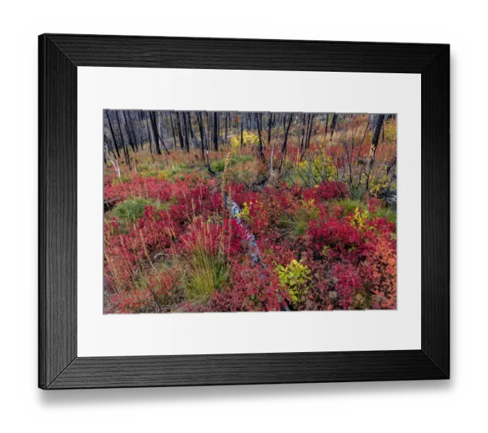 Framed Print : Autumn ground cover in burn area above St. Mary Lake in Glacier National Park, Montana Framed Print : Autumn ground cover in burn area above St. Mary Lake in Glacier National Park, Montana
