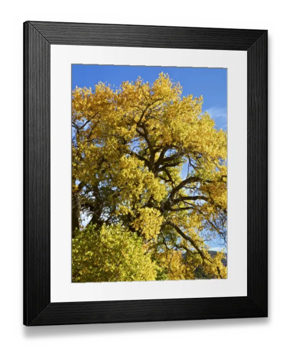 Framed Print : USA, New Mexico. Jemez Mountains Fall Foliage Framed Print : USA, New Mexico. Jemez Mountains Fall Foliage