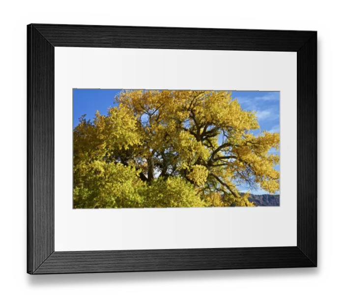 Framed Print : USA, New Mexico. Jemez Mountains Fall Foliage