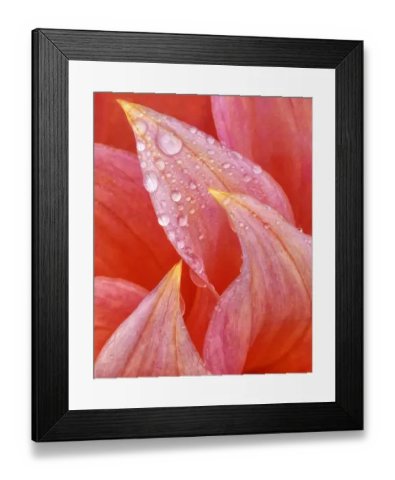 Framed Print : USA, Oregon, Shore Acres State Park. Dew on dahlia petals Framed Print : USA, Oregon, Shore Acres State Park. Dew on dahlia petals