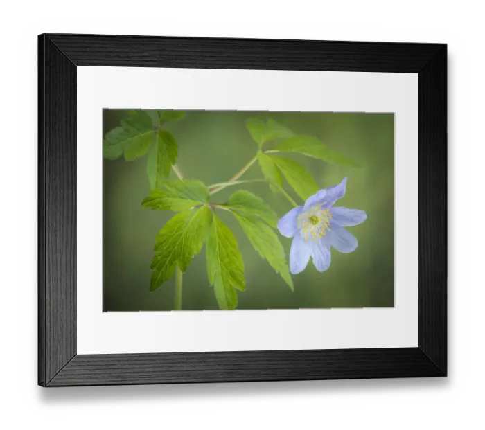 Framed Print : USA, Oregon. Oregon anemone flower close-up Framed Print : USA, Oregon. Oregon anemone flower close-up