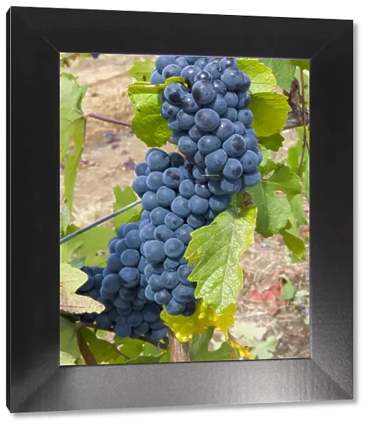 USA, Oregon, Gaston. Pinot noir grapes on the vine