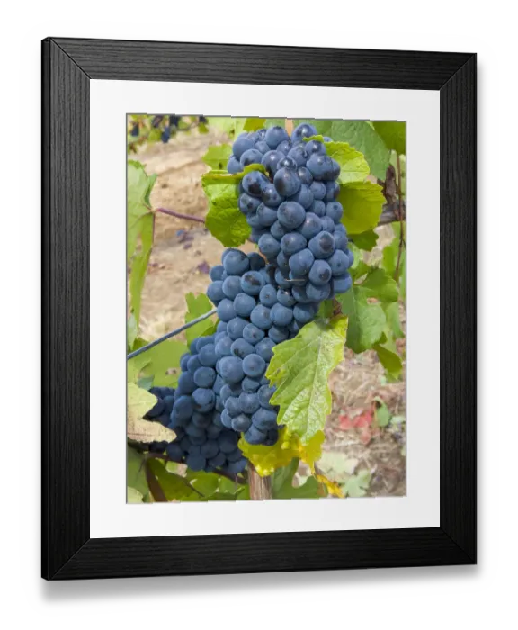 Framed Print : USA, Oregon, Gaston. Pinot noir grapes on the vine