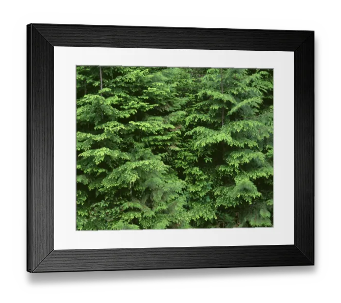 Framed Print : USA, Oregon, Willamette National Forest. Middle Santiam Wilderness, Saplings of western red cedar Framed Print : USA, Oregon, Willamette National Forest. Middle Santiam Wilderness, Saplings of western red cedar