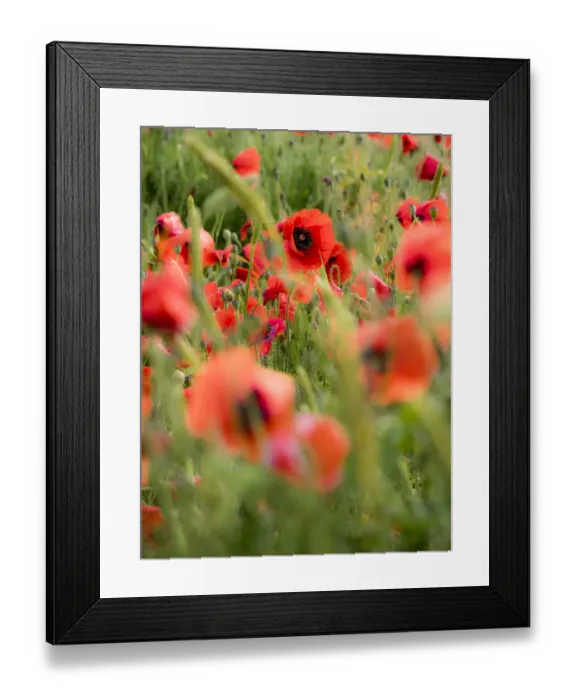 Framed Print : Poppies, olive groves and vineyards in spring Framed Print : Poppies, olive groves and vineyards in spring