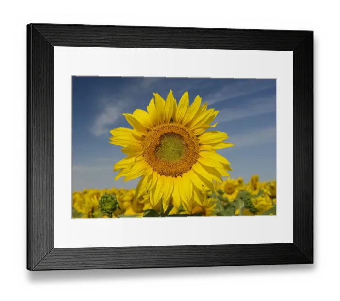 Framed Print : Canada, Manitoba, Dugald. Close-up of sunflower Framed Print : Canada, Manitoba, Dugald. Close-up of sunflower